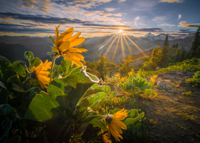 Wildflower Season!